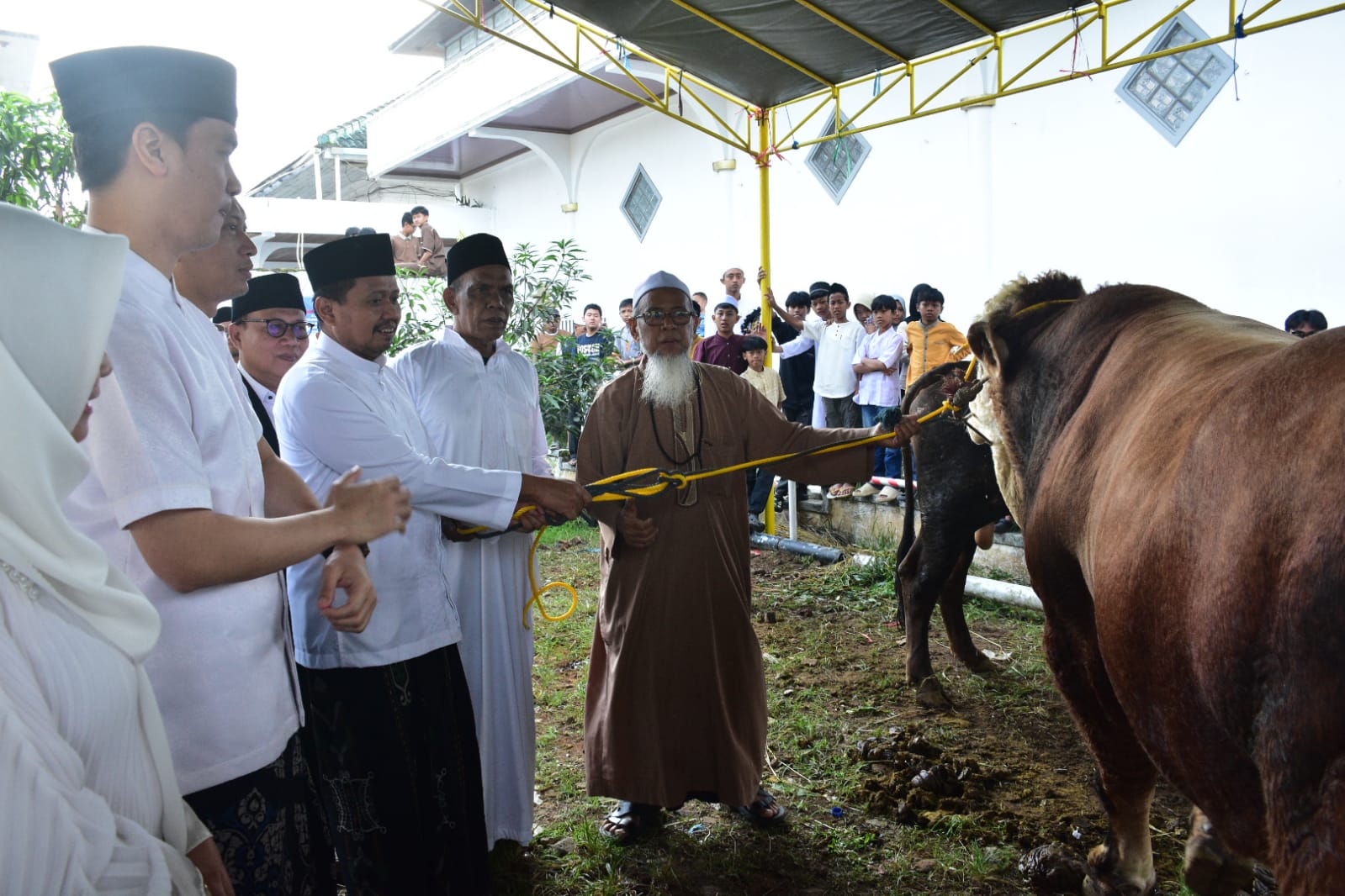 Sapi Kurban Presiden 1,1 Ton, Diserahkan Secara Simbolis ke Mesjid Agung Sumedang 